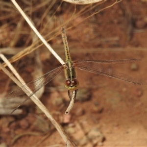 Diplacodes bipunctata at Casey, ACT - 21 Feb 2022