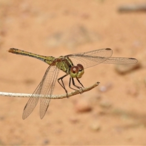 Diplacodes bipunctata at Casey, ACT - 21 Feb 2022