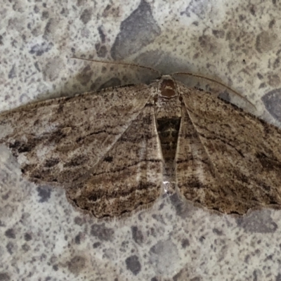 Ectropis (genus) (An engrailed moth) at Monash, ACT - 16 Feb 2020 by jackQ