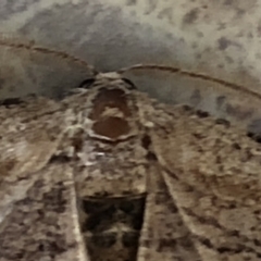 Ectropis (genus) at Monash, ACT - 16 Feb 2020 11:54 AM