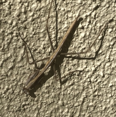 Archimantis sp. (genus) at Monash, ACT - 19 Apr 2020 by jackQ