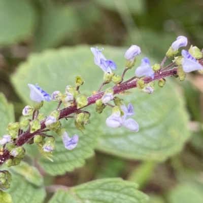 Plectranthus parviflorus (Cockspur Flower) at Vaucluse, NSW - 18 Feb 2022 by JoelCallaghan