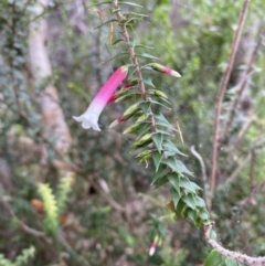 Epacris longiflora (Fuchsia Heath) at Sydney Harbour National Park - 18 Feb 2022 by JoelCallaghan