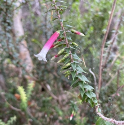 Epacris longiflora (Fuchsia Heath) at Vaucluse, NSW - 18 Feb 2022 by JoelCallaghan