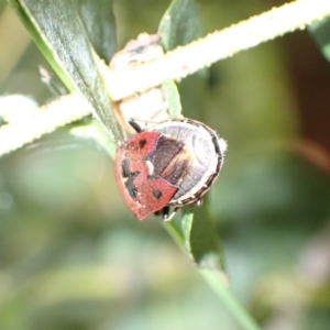 Cermatulus nasalis at Murrumbateman, NSW - 18 Feb 2022 06:48 PM