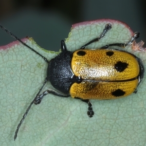 Cadmus (Cadmus) litigiosus at Thredbo, NSW - 21 Feb 2022