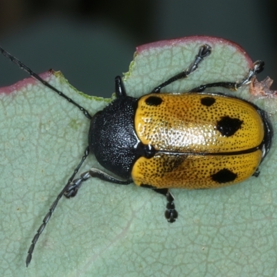 Cadmus (Cadmus) litigiosus (Leaf beetle) at Thredbo, NSW - 21 Feb 2022 by jb2602