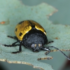 Cadmus (Cadmus) litigiosus at Thredbo, NSW - 21 Feb 2022