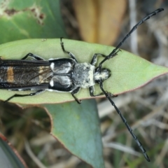 Hesthesis cingulatus (Wasp-mimic longicorn) at Kosciuszko National Park - 21 Feb 2022 by jb2602