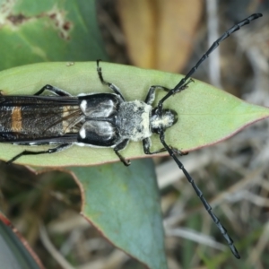 Hesthesis cingulatus at Thredbo, NSW - 21 Feb 2022 02:48 PM