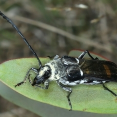 Hesthesis cingulatus at Thredbo, NSW - 21 Feb 2022 02:48 PM