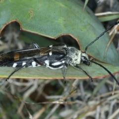 Hesthesis cingulatus at Thredbo, NSW - 21 Feb 2022 02:48 PM