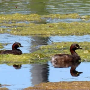 Tachybaptus novaehollandiae at Fadden, ACT - 21 Feb 2022