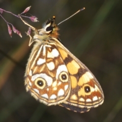 Oreixenica lathoniella (Silver Xenica) at Kosciuszko National Park, NSW - 19 Feb 2022 by Harrisi