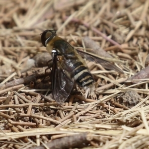 Villa sp. (genus) at Fadden, ACT - 21 Feb 2022 01:50 PM