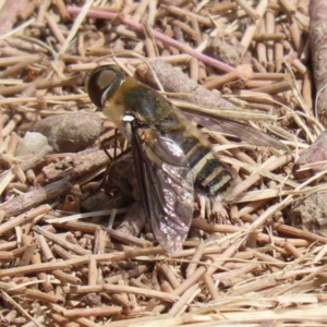 Villa sp. (genus) at Fadden, ACT - 21 Feb 2022 01:50 PM