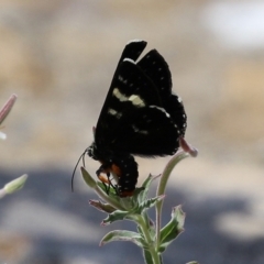 Phalaenoides glycinae (Grapevine Moth) at Fadden, ACT - 21 Feb 2022 by RodDeb