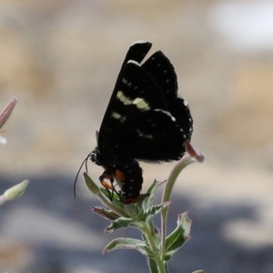 Phalaenoides glycinae at Fadden, ACT - 21 Feb 2022