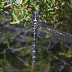 Eusynthemis guttata (Southern Tigertail) at Kosciuszko National Park - 20 Feb 2022 by Harrisi