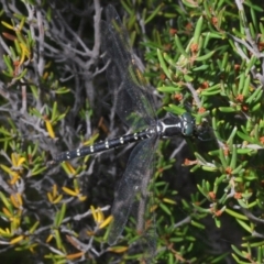 Eusynthemis guttata at Crackenback, NSW - 20 Feb 2022