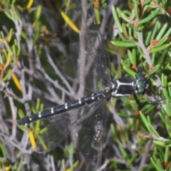 Eusynthemis guttata at Crackenback, NSW - 20 Feb 2022