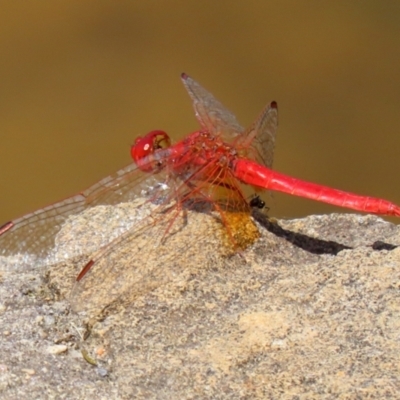 Diplacodes haematodes (Scarlet Percher) at Fadden, ACT - 21 Feb 2022 by RodDeb