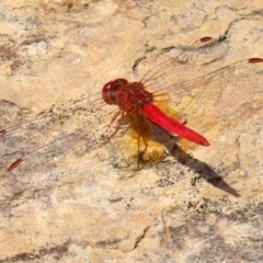 Diplacodes haematodes at Fadden, ACT - 21 Feb 2022