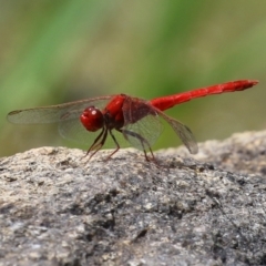 Diplacodes haematodes at Fadden, ACT - 21 Feb 2022