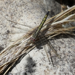 Orthetrum caledonicum at Fadden, ACT - 21 Feb 2022