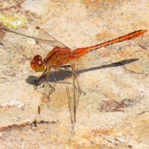 Diplacodes bipunctata at Fadden, ACT - 21 Feb 2022