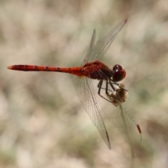 Diplacodes bipunctata at Fadden, ACT - 21 Feb 2022