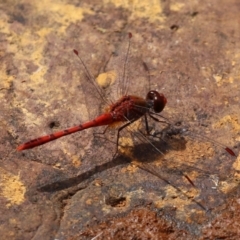 Diplacodes bipunctata at Fadden, ACT - 21 Feb 2022