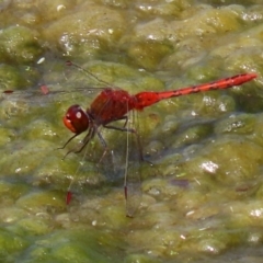 Diplacodes bipunctata at Fadden, ACT - 21 Feb 2022