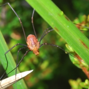 Opiliones (order) at Perisher Valley, NSW - 20 Feb 2022