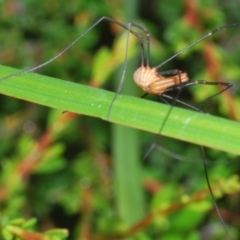 Opiliones (order) at Perisher Valley, NSW - 20 Feb 2022