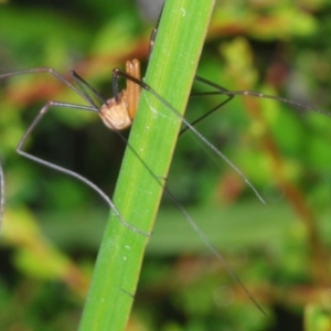 Opiliones (order) at Perisher Valley, NSW - 20 Feb 2022