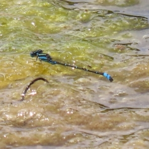 Austroagrion watsoni at Fadden, ACT - 21 Feb 2022