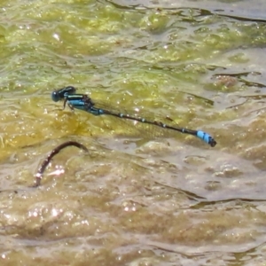 Austroagrion watsoni at Fadden, ACT - 21 Feb 2022