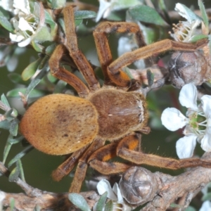 Neosparassus patellatus at Kosciuszko National Park - 20 Feb 2022