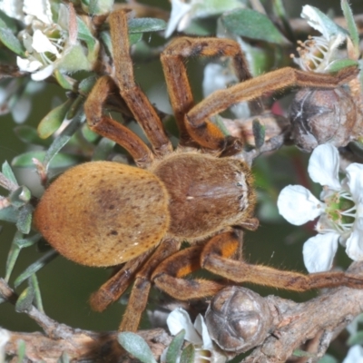 Neosparassus patellatus (Tasmanian Badge Huntsman) at Kosciuszko National Park - 20 Feb 2022 by Harrisi