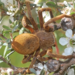 Neosparassus patellatus at Kosciuszko National Park - 20 Feb 2022