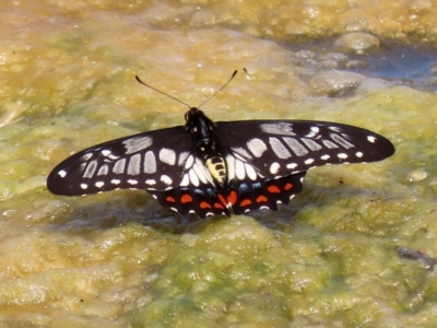 Papilio anactus (Dainty Swallowtail) at Fadden, ACT - 21 Feb 2022 by RodDeb