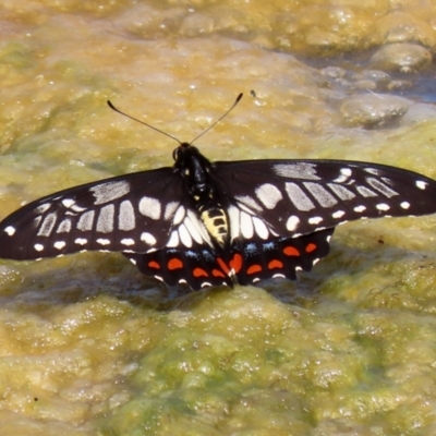 Papilio anactus (Dainty Swallowtail) at Fadden, ACT - 21 Feb 2022 by RodDeb