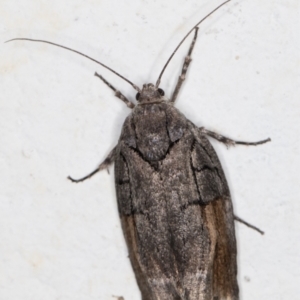 Illidgea epigramma at Melba, ACT - 24 Dec 2021