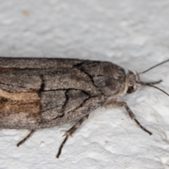 Illidgea epigramma at Melba, ACT - 24 Dec 2021