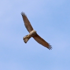 Accipiter fasciatus (Brown Goshawk) at Fadden Hills Pond - 21 Feb 2022 by RodDeb