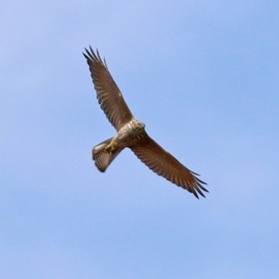 Accipiter fasciatus (Brown Goshawk) at Fadden, ACT - 21 Feb 2022 by RodDeb