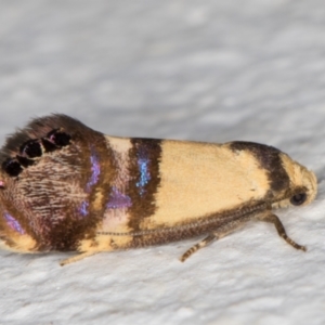 Eupselia satrapella and similar species at Melba, ACT - 24 Dec 2021 10:44 PM