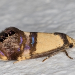 Eupselia satrapella and similar species at Melba, ACT - 24 Dec 2021