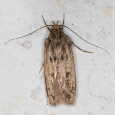 Hofmannophila pseudospretella (Brown House Moth) at Melba, ACT - 24 Dec 2021 by kasiaaus